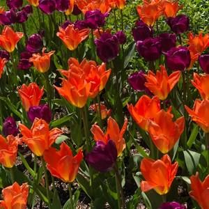 Meet your Posher, Maureen